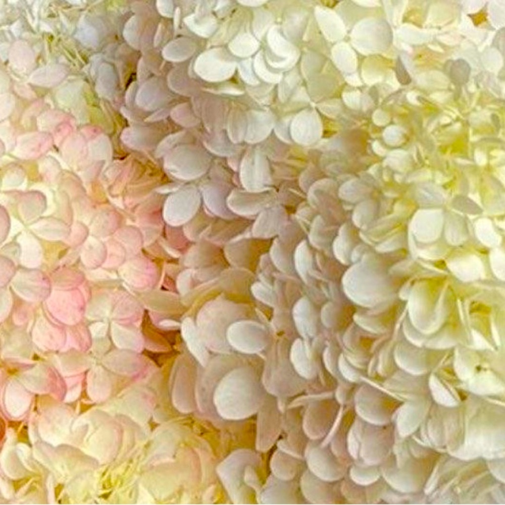 Meet your Posher, Mai